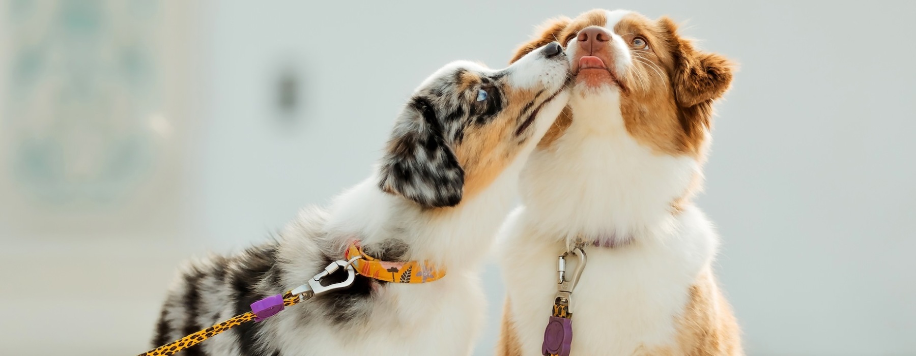 Two dogs on leashes licking each other